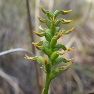 Corunastylis cornuta at Aranda, ACT - suppressed