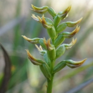 Corunastylis cornuta at Aranda, ACT - suppressed