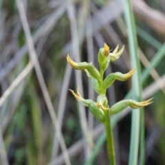 Corunastylis cornuta at Aranda, ACT - 12 Apr 2014