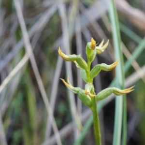 Corunastylis cornuta at Aranda, ACT - 12 Apr 2014