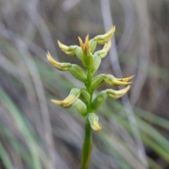 Corunastylis cornuta at Aranda, ACT - 12 Apr 2014