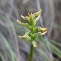 Corunastylis cornuta at Aranda, ACT - suppressed