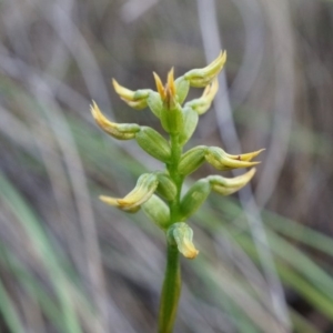 Corunastylis cornuta at Aranda, ACT - 12 Apr 2014