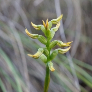 Corunastylis cornuta at Aranda, ACT - suppressed