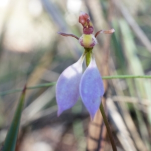 Eriochilus cucullatus at Canberra Central, ACT - 12 Apr 2014