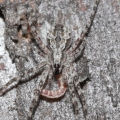 Tamopsis sp. (genus) (Two-tailed spider) at ANBG - 3 Jul 2020 by TimL