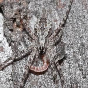 Tamopsis sp. (genus) at Downer, ACT - 3 Jul 2020 12:45 PM