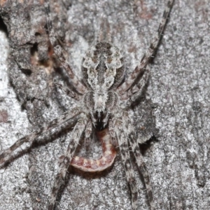 Tamopsis fickerti at Downer, ACT - 3 Jul 2020 12:45 PM