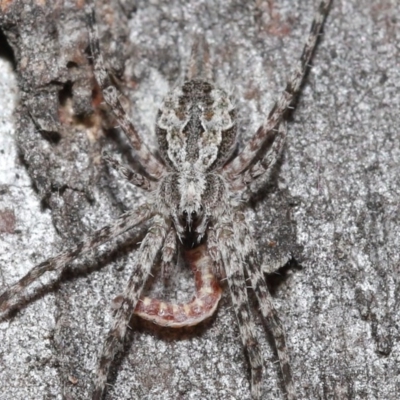 Tamopsis fickerti (Two-tailed spider) at Downer, ACT - 3 Jul 2020 by TimL
