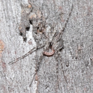 Tamopsis sp. (genus) at Downer, ACT - 3 Jul 2020 12:45 PM