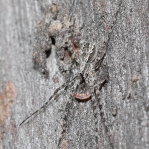 Tamopsis fickerti at Downer, ACT - 3 Jul 2020 12:45 PM