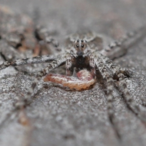 Tamopsis sp. (genus) at Downer, ACT - 3 Jul 2020