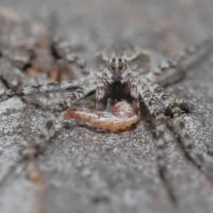 Tamopsis fickerti at Downer, ACT - 3 Jul 2020 12:45 PM