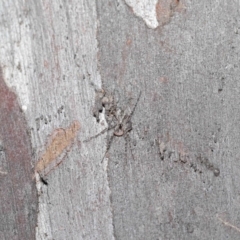 Tamopsis sp. (genus) at Downer, ACT - 3 Jul 2020 12:45 PM