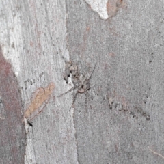 Tamopsis fickerti at Downer, ACT - 3 Jul 2020 12:45 PM