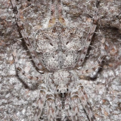 Tamopsis sp. (genus) (Two-tailed spider) at ANBG - 3 Jul 2020 by TimL