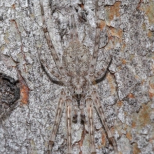 Tamopsis sp. (genus) at Acton, ACT - 3 Jul 2020