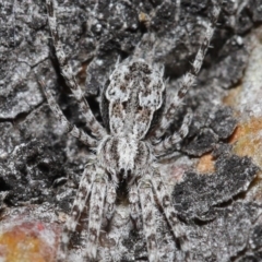 Tamopsis fickerti (Two-tailed spider) at Acton, ACT - 3 Jul 2020 by TimL