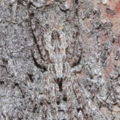 Tamopsis fickerti (Two-tailed spider) at Acton, ACT - 3 Jul 2020 by TimL