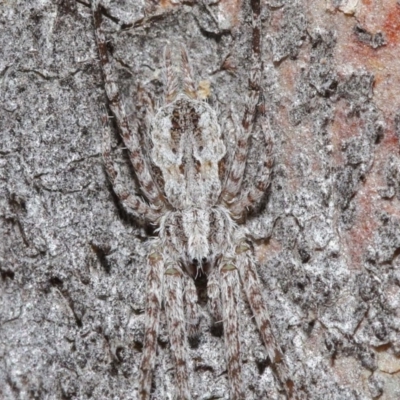 Tamopsis fickerti (Two-tailed spider) at Acton, ACT - 3 Jul 2020 by TimL