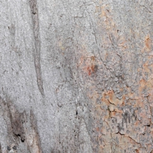 Tamopsis sp. (genus) at Acton, ACT - 3 Jul 2020