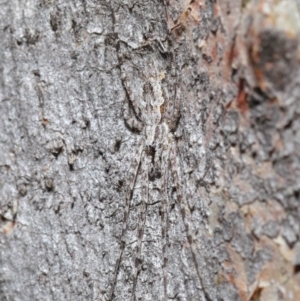 Tamopsis sp. (genus) at Acton, ACT - 3 Jul 2020