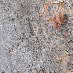 Tamopsis sp. (genus) at Acton, ACT - 3 Jul 2020