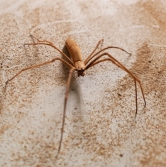 Deinopidae (family) (Net-casting Spider) at Gundaroo, NSW - 2 Mar 2020 by Gunyijan