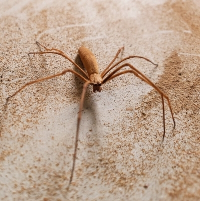 Deinopidae (family) (Net-casting Spider) at Gundaroo, NSW - 2 Mar 2020 by Gunyijan