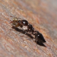Crematogaster sp. (genus) (Acrobat ant, Cocktail ant) at ANBG - 3 Jul 2020 by TimL