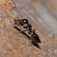 Crematogaster sp. (genus) at Acton, ACT - 3 Jul 2020