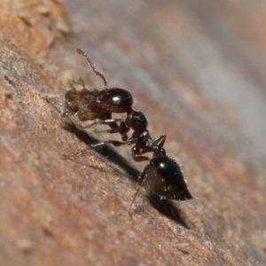 Crematogaster sp. (genus) at Acton, ACT - 3 Jul 2020