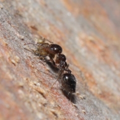 Crematogaster sp. (genus) at Acton, ACT - 3 Jul 2020