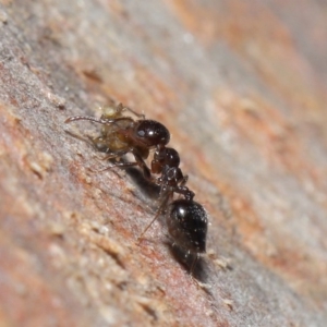 Crematogaster sp. (genus) at Acton, ACT - 3 Jul 2020