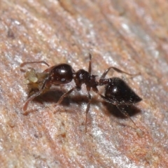 Crematogaster sp. (genus) at Acton, ACT - 3 Jul 2020