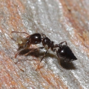 Crematogaster sp. (genus) at Acton, ACT - 3 Jul 2020