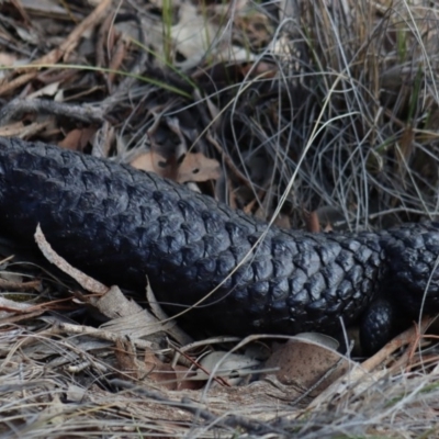 Tiliqua rugosa (Shingleback Lizard) at Gundaroo, NSW - 15 Feb 2019 by Gunyijan