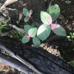 Unidentified Plant at Balmoral - 17 May 2020 by Cazwell1987