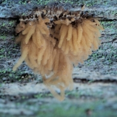 Arcyria sp. (genus) (A slime mould) at Cotter River, ACT - 4 Jun 2020 by KenT