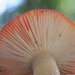 Amanita xanthocephala at Cotter River, ACT - 3 Jun 2020