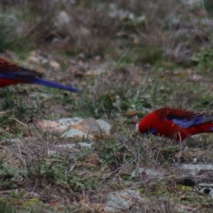 Platycercus elegans at Gundaroo, NSW - 17 Jun 2020