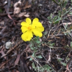 Hibbertia obtusifolia (Grey Guinea-flower) at Hawker, ACT - 27 Jul 2020 by SarahE