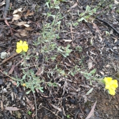 Hibbertia obtusifolia at Hawker, ACT - 27 Jul 2020 12:02 PM