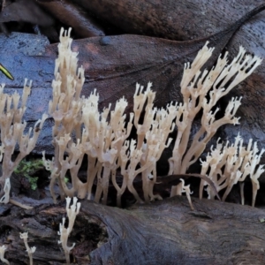 Artomyces sp. at Cotter River, ACT - 3 Jun 2020 11:44 AM