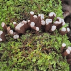 Ascocoryne sarcoides (Purple Jellydisc) at Cotter River, ACT - 4 Jun 2020 by KenT