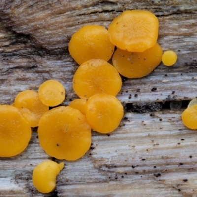 Bisporella citrina (Yellow Fairy Cups or Lemon Discos) at Namadgi National Park - 23 Jun 2020 by KenT