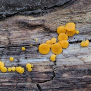 Bisporella citrina at Cotter River, ACT - 23 Jun 2020 01:41 PM