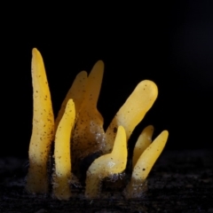 Calocera sp. (A stagshorn fungus) at Cotter River, ACT - 4 Jun 2020 by KenT