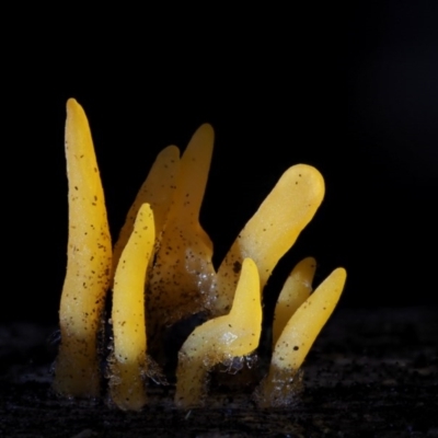 Calocera sp. (A stagshorn fungus) at Cotter River, ACT - 4 Jun 2020 by KenT