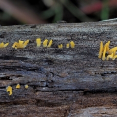 Calocera sp. at Cotter River, ACT - 4 Jun 2020 10:48 AM